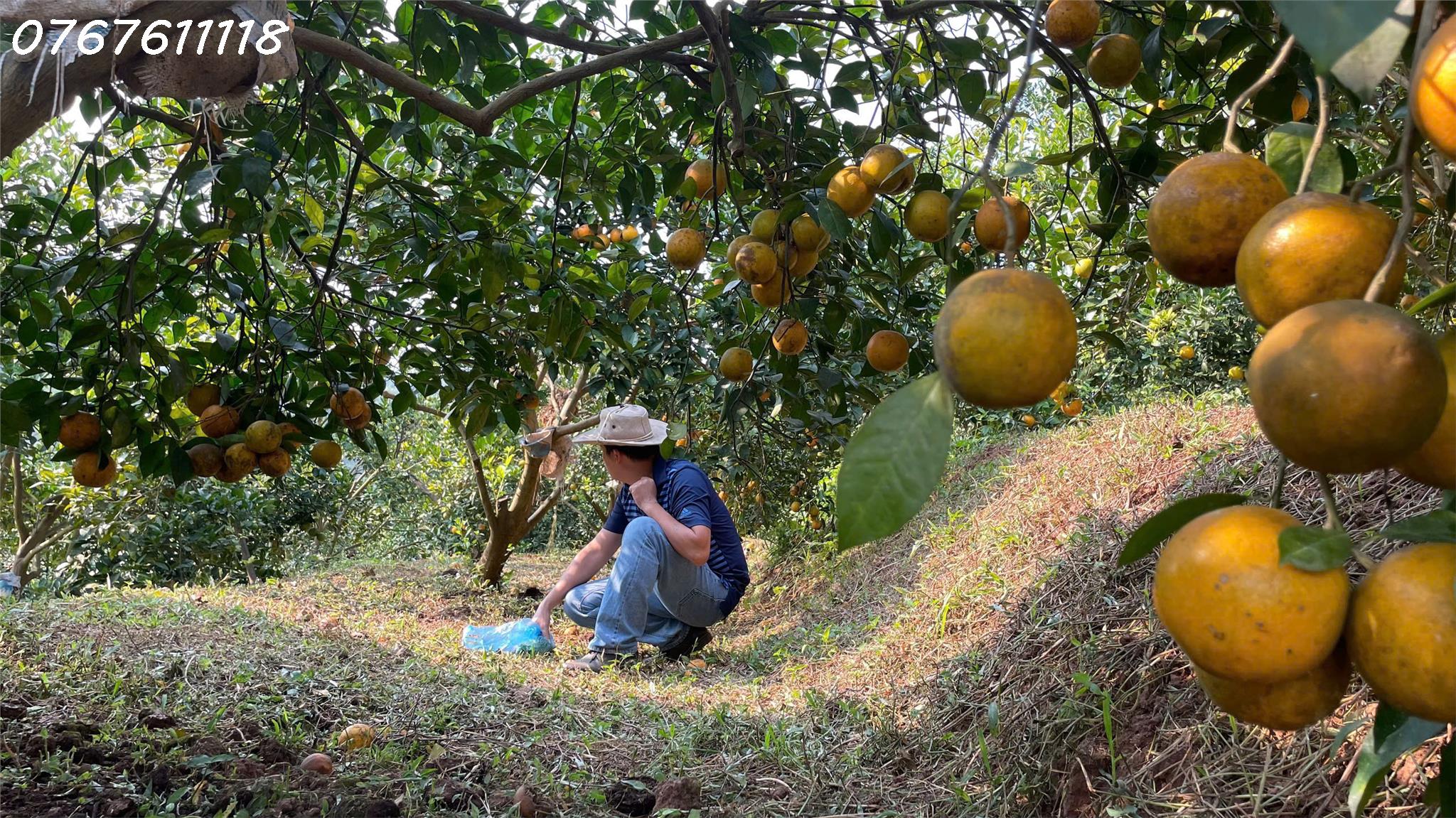 Bán đất nhà vườn Tuân Lộ Tân Lạc,view hồ thủy nông,gần TT Mãn Đức,1.1ha,3 tỷ dư - Ảnh 3